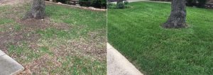 Best Lawn Care Services Near Me